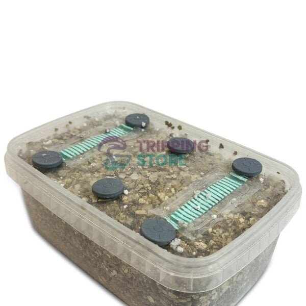 Dutch Harmony 1200ML mushroom grow box - Image 6